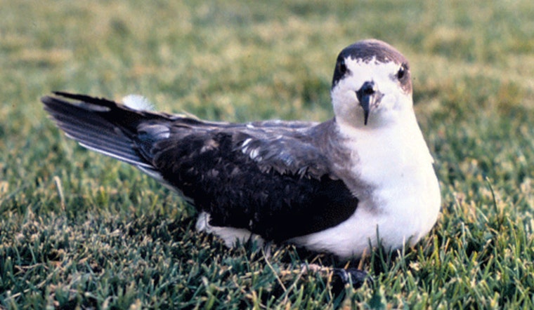Environmental Advocates Sue Maui County, Hawaiian Electric to Protect Endangered Seabirds from Streetlights