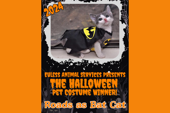 Euless' Own "Bat Cat" Claims Top Prize in Halloween Pet Costume Contest
