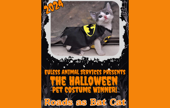 Euless' Own "Bat Cat" Claims Top Prize in Halloween Pet Costume Contest