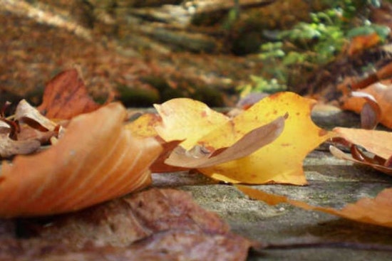 Explore Nature’s Serenity with Guided Hikes at Forest Ridge Park, Offered by Raleigh Parks for San Franciscans Seeking a Break