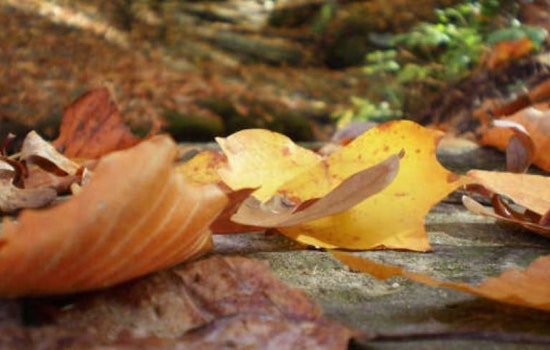 Explore Nature’s Serenity with Guided Hikes at Forest Ridge Park, Offered by Raleigh Parks for San Franciscans Seeking a Break