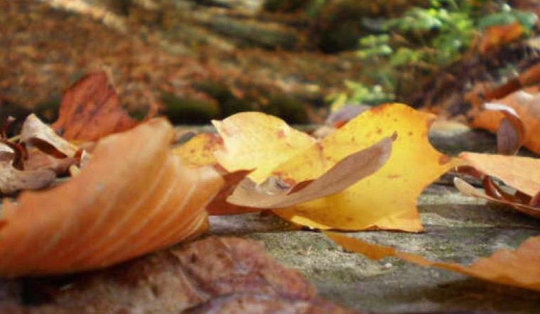 Explore Nature’s Serenity with Guided Hikes at Forest Ridge Park, Offered by Raleigh Parks for San Franciscans Seeking a Break