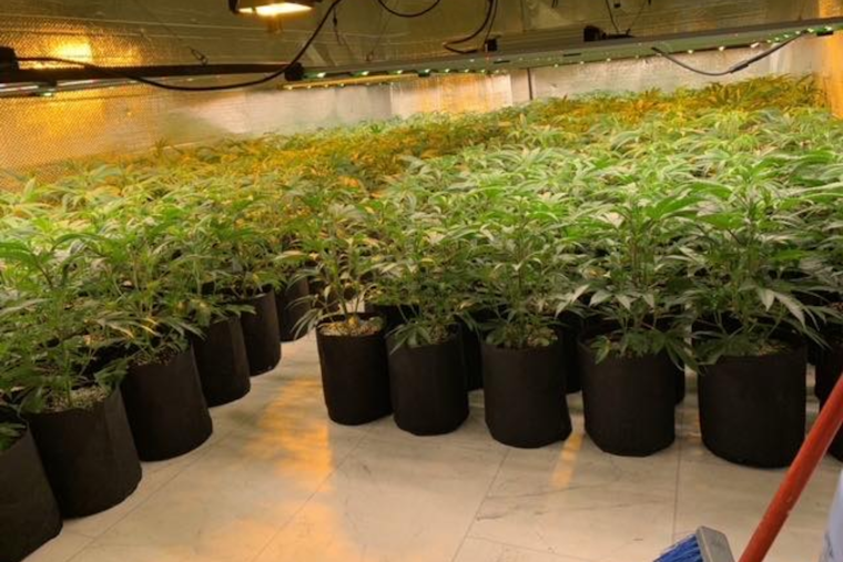 Fairfield Police Seize Over 8,200 Marijuana Plants in Crackdown on Illegal Grow-Ops