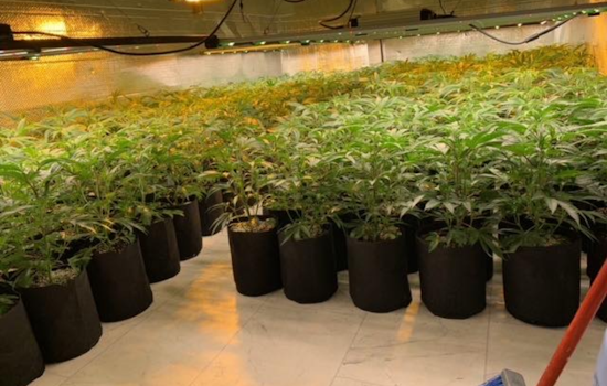 Fairfield Police Seize Over 8,200 Marijuana Plants in Crackdown on Illegal Grow-Ops