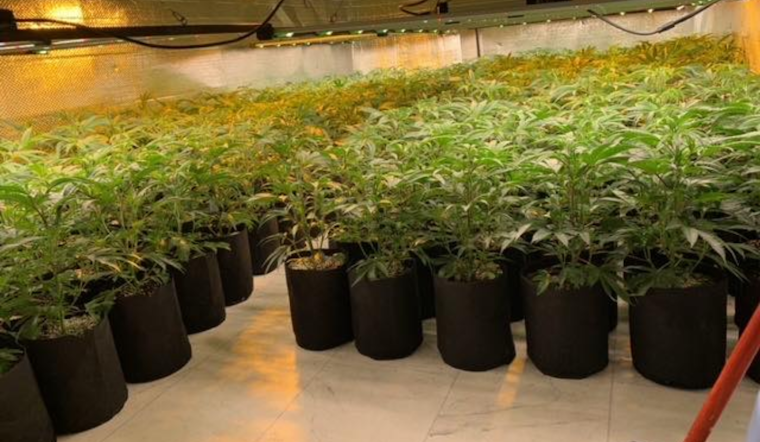 Fairfield Police Seize Over 8,200 Marijuana Plants in Crackdown on Illegal Grow-Ops