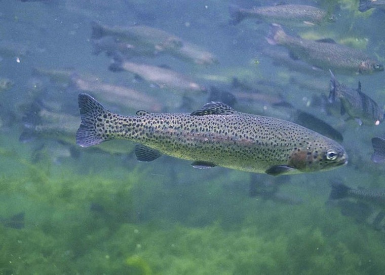 Fish Stocking Truck Overturns in Thurston County, Thousands of Rainbow Trout Unexpectedly Released on Land