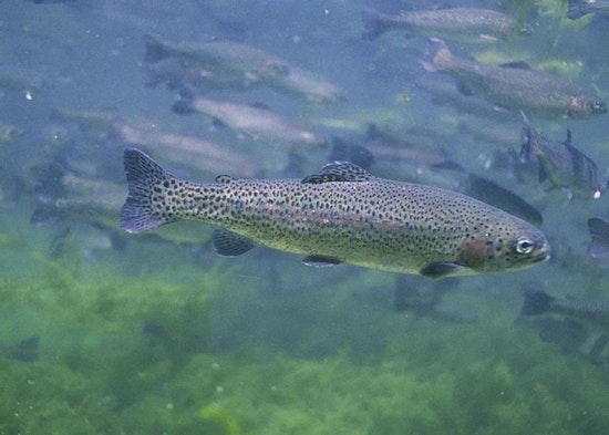 Fish Stocking Truck Overturns in Thurston County, Thousands of Rainbow Trout Unexpectedly Released on Land