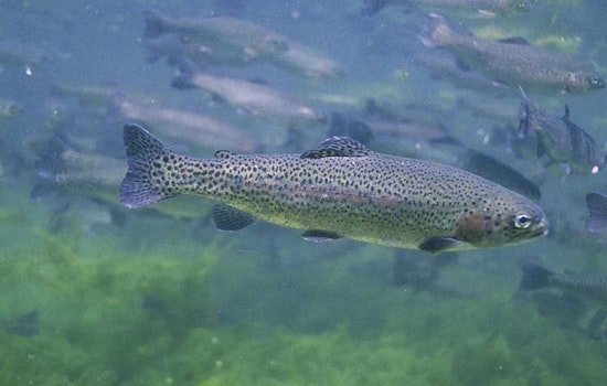 Fish Stocking Truck Overturns in Thurston County, Thousands of Rainbow Trout Unexpectedly Released on Land