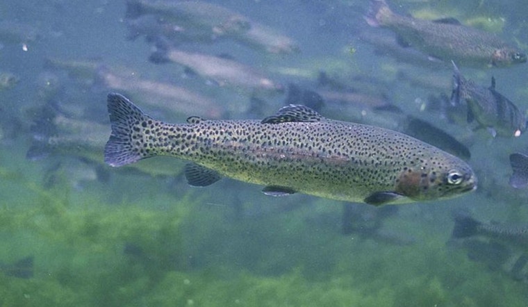 Fish Stocking Truck Overturns in Thurston County, Thousands of Rainbow Trout Unexpectedly Released on Land