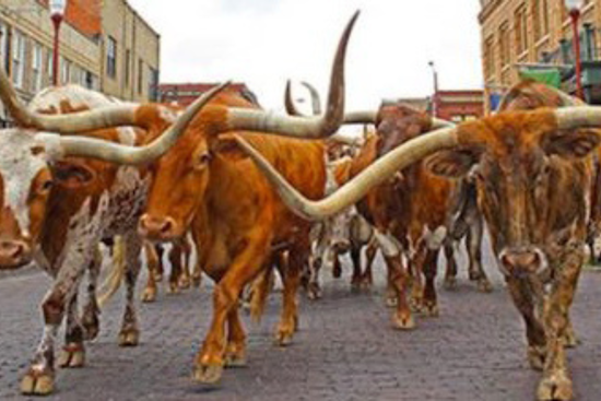 Fort Worth City Council Allocates $400,000 for Upgrades to The Herd's Equestrian Facilities