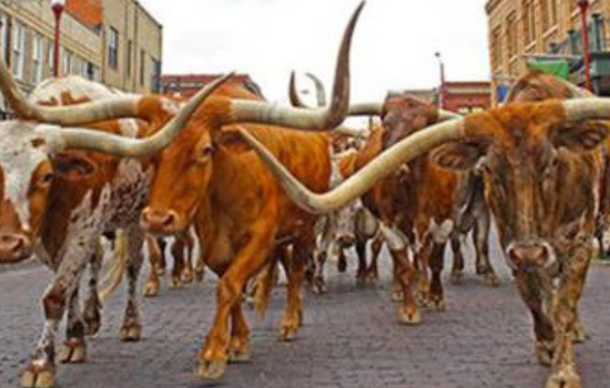 Fort Worth City Council Allocates $400,000 for Upgrades to The Herd's Equestrian Facilities