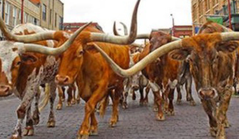 Fort Worth City Council Allocates $400,000 for Upgrades to The Herd's Equestrian Facilities