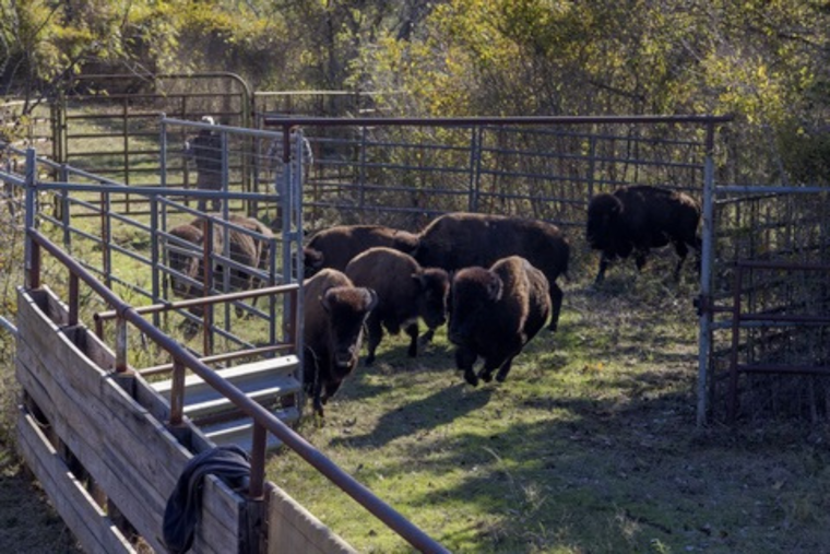 Fort Worth Nature Center Conducts Annual Bison Health Checks with Expert Care