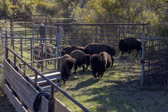 Fort Worth Nature Center Conducts Annual Bison Health Checks with Expert Care