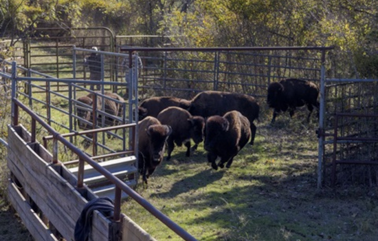 Fort Worth Nature Center Conducts Annual Bison Health Checks with Expert Care