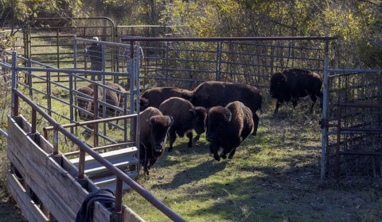 Fort Worth Nature Center Conducts Annual Bison Health Checks with Expert Care