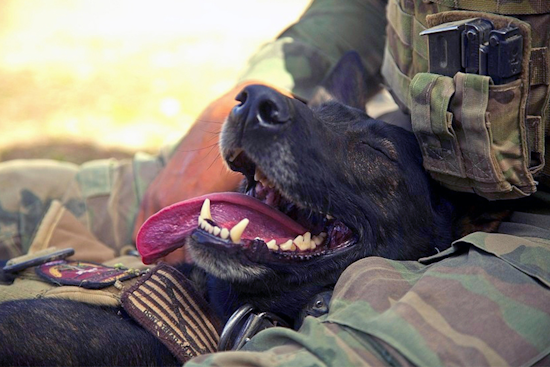 Fort Worth's P.A.W.S. for Patriots Event to Support Veterans and Shelter Animals with Companionship and Care