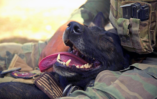 Fort Worth's P.A.W.S. for Patriots Event to Support Veterans and Shelter Animals with Companionship and Care