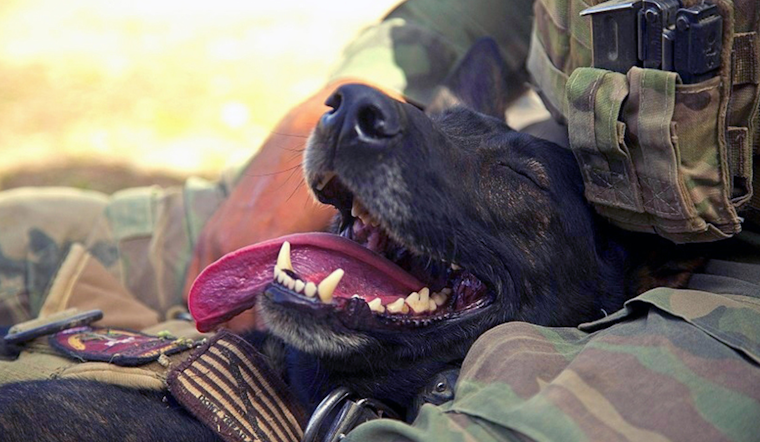 Fort Worth's P.A.W.S. for Patriots Event to Support Veterans and Shelter Animals with Companionship and Care