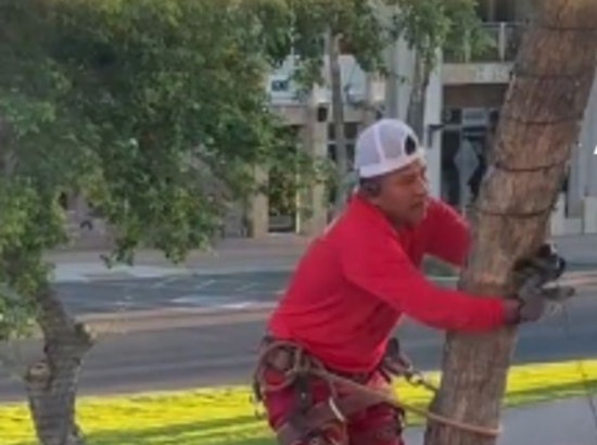 Fountain Hills to Illuminate Downtown with 60 Light-Wrapped Palm Trees to Boost Business and Community Spirit