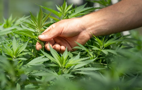 Georgia Veterans Advocate for Expanded Medical Cannabis Access to Combat PTSD and Mental Health Issues