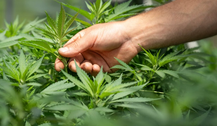 Georgia Veterans Advocate for Expanded Medical Cannabis Access to Combat PTSD and Mental Health Issues