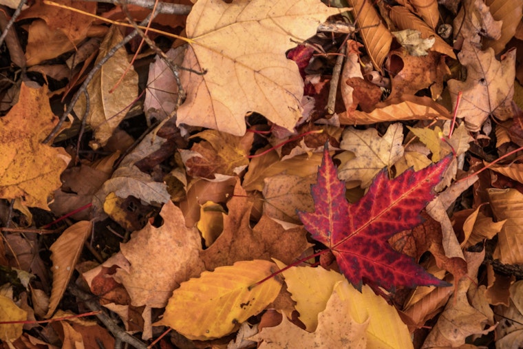 Germantown Officials Urge Proper Leaf Disposal to Prevent Drain Clogs and Flooding Risks