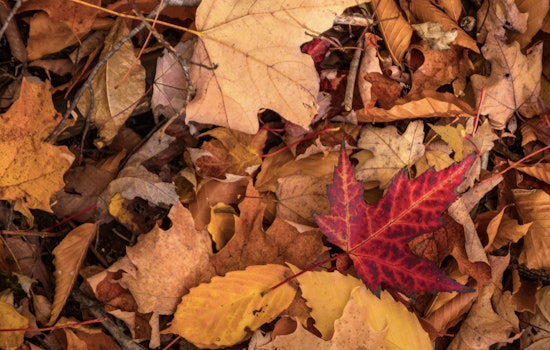 Germantown Officials Urge Proper Leaf Disposal to Prevent Drain Clogs and Flooding Risks