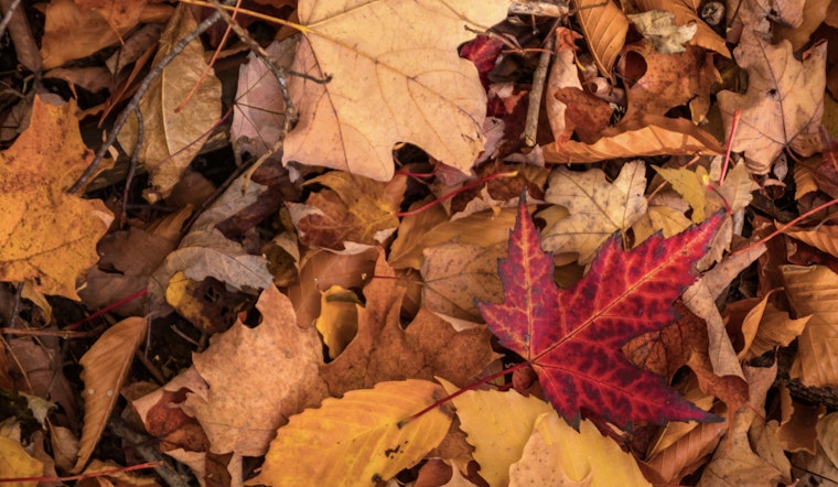 Germantown Officials Urge Proper Leaf Disposal to Prevent Drain Clogs and Flooding Risks