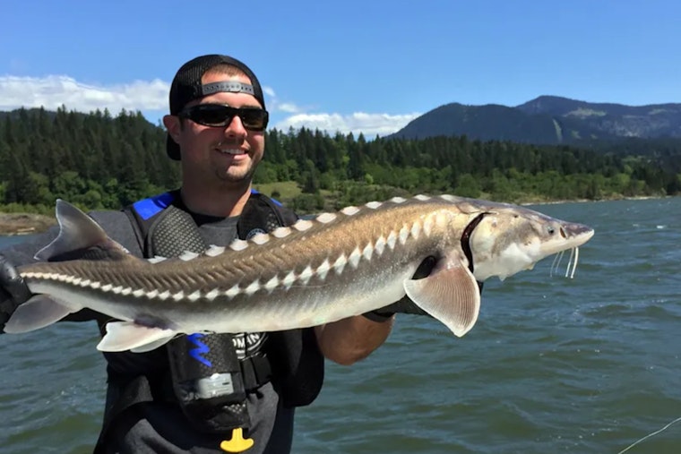 Get Ready for Sturgeon Season: Columbia River Opens to Anglers on Jan 1, 2025
