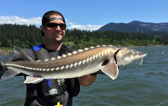Get Ready for Sturgeon Season: Columbia River Opens to Anglers on Jan 1, 2025