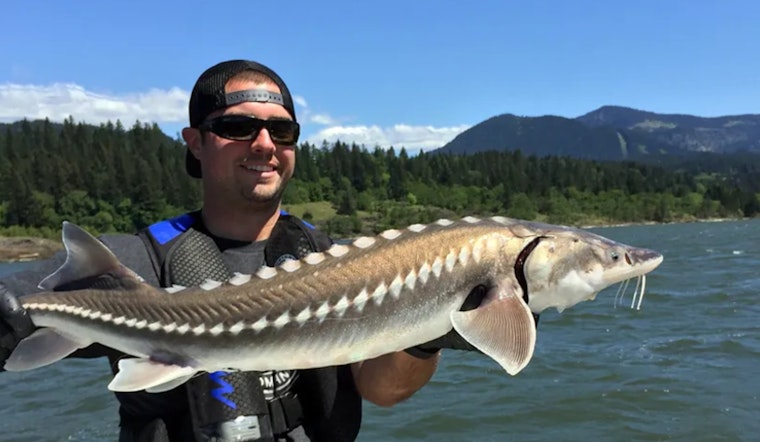 Get Ready for Sturgeon Season: Columbia River Opens to Anglers on Jan 1, 2025