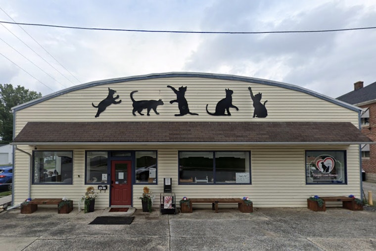 Gettysburg Shelter Overwhelmed as Eight Abandoned Cats Found in Sealed Container Amid Freezing Temps