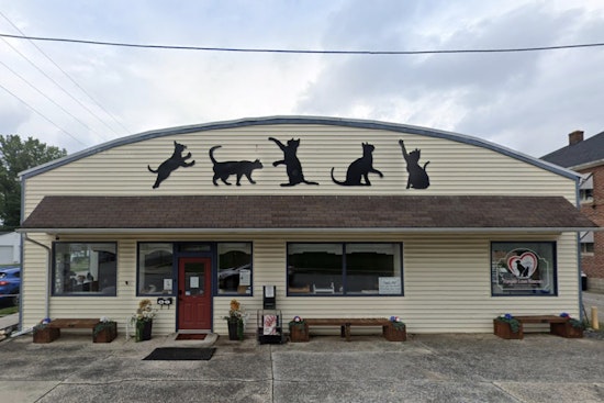 Gettysburg Shelter Overwhelmed as Eight Abandoned Cats Found in Sealed Container Amid Freezing Temps
