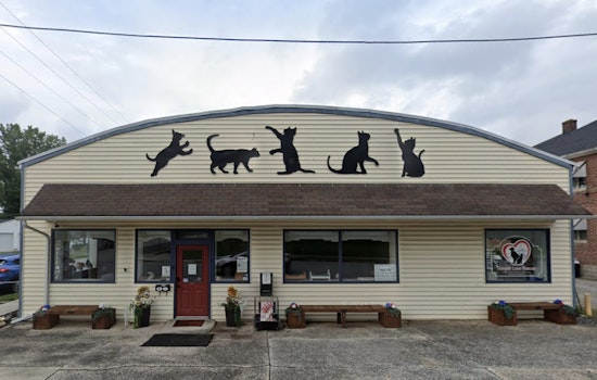 Gettysburg Shelter Overwhelmed as Eight Abandoned Cats Found in Sealed Container Amid Freezing Temps