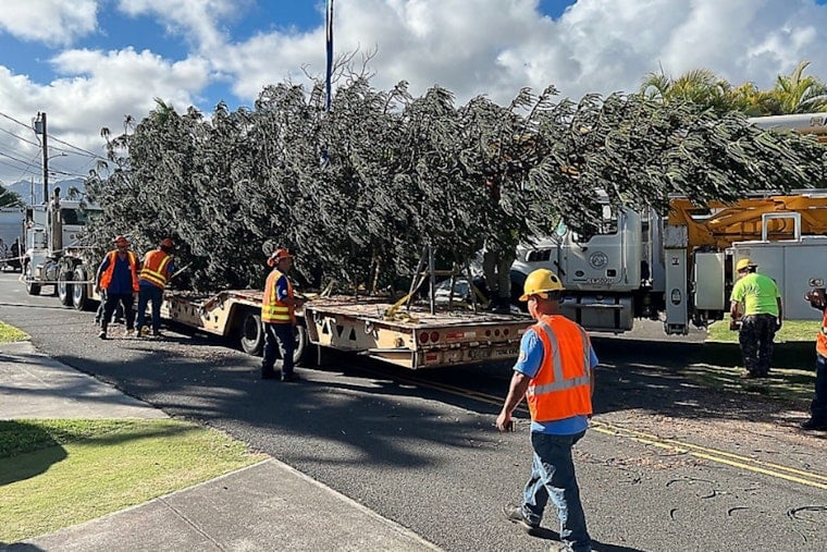 Giant 55-Foot Cook Pine Tree Ushers in 40th Honolulu City Lights Tradition