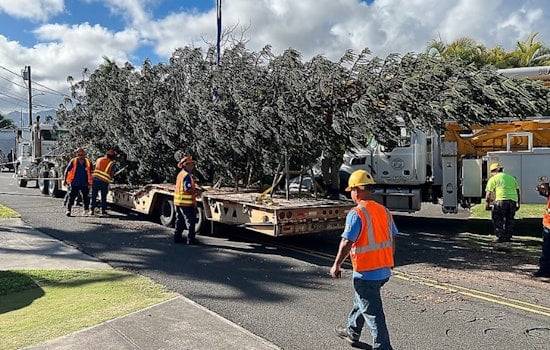 Giant 55-Foot Cook Pine Tree Ushers in 40th Honolulu City Lights Tradition