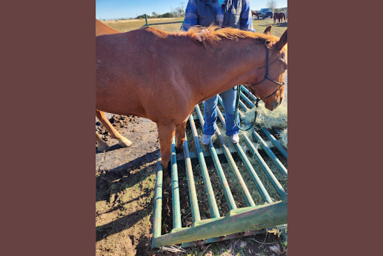 Godley Fire Department's Heroic Rescue of Trapped Horse "Rex" Wins Community's Heart
