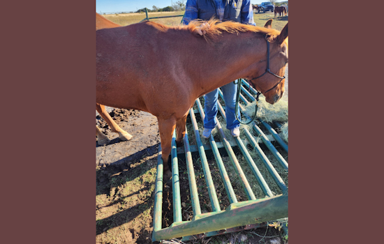 Godley Fire Department's Heroic Rescue of Trapped Horse "Rex" Wins Community's Heart