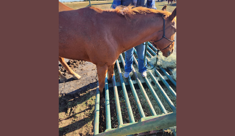 Godley Fire Department's Heroic Rescue of Trapped Horse "Rex" Wins Community's Heart