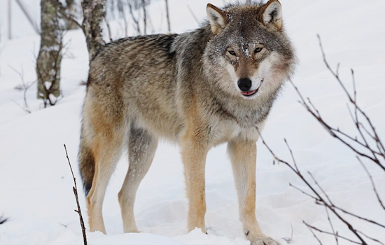 Gray Wolf Spotted South of I-70 in Colorado, Marking a Milestone in State's Reintroduction Efforts