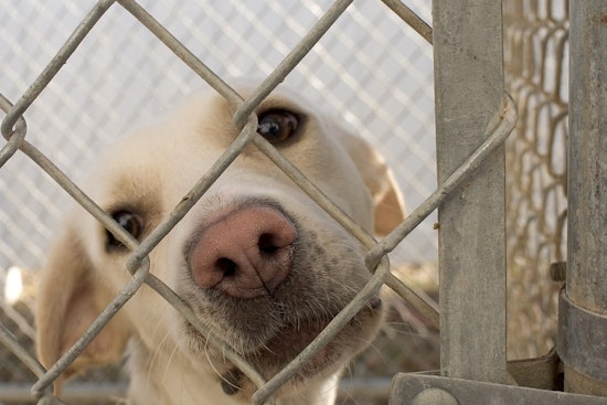 Harris County Dog Euthanasia Policy Changes Spark Outcry from Advocates and Volunteers