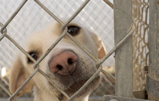 Harris County Dog Euthanasia Policy Changes Spark Outcry from Advocates and Volunteers
