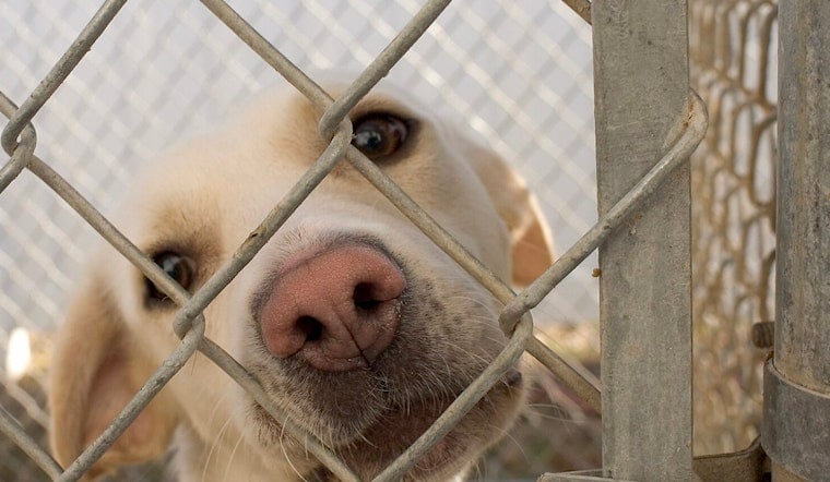 Harris County Dog Euthanasia Policy Changes Spark Outcry from Advocates and Volunteers