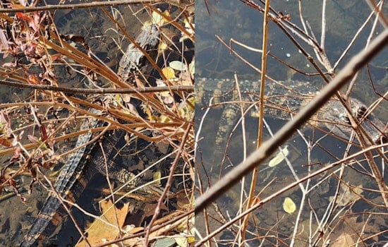 Haverstraw Police Rescue Juvenile Alligator from Rockland County Creek in Unusual Wildlife Rerun