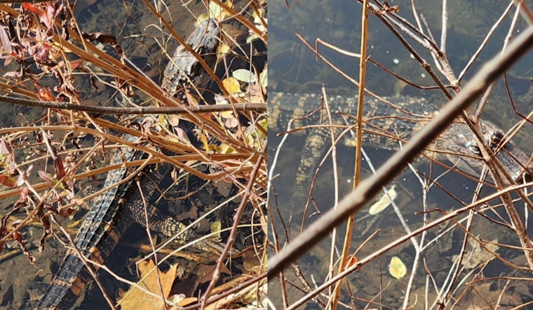 Haverstraw Police Rescue Juvenile Alligator from Rockland County Creek in Unusual Wildlife Rerun