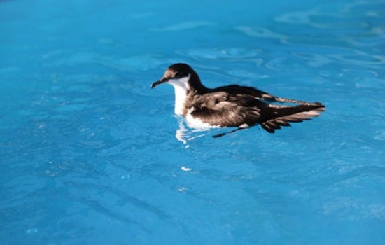 Hawaii Adopts New Seabird Rescue Protocols Amid Avian Flu Concerns on Oʻahu
