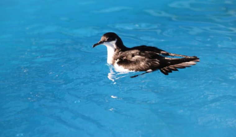 Hawaii Adopts New Seabird Rescue Protocols Amid Avian Flu Concerns on Oʻahu