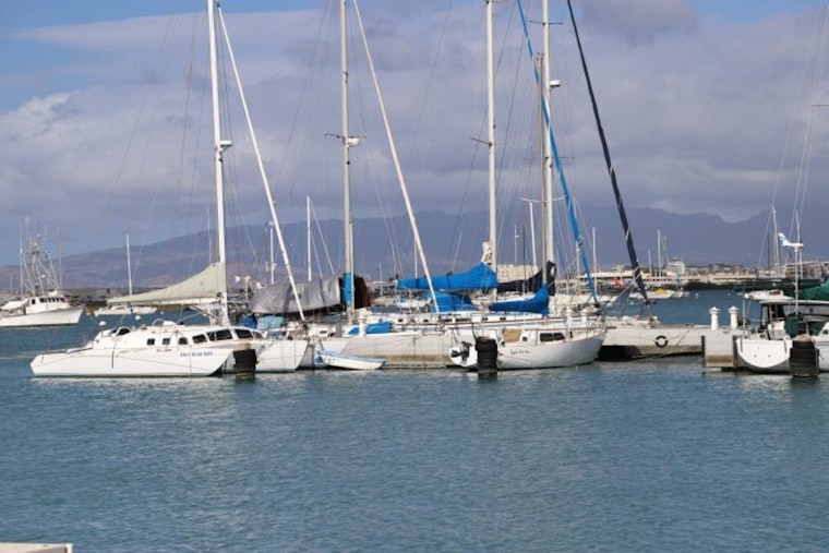 Hawai‘i Authorities Seek Leads After Series of Violent Cat Deaths at Ke‘ehi Boat Harbor