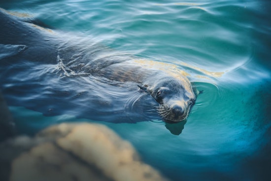 Hawai'i Island Authorities Intensify Outreach to Protect Monk Seal 'Keaka' from Human Interaction